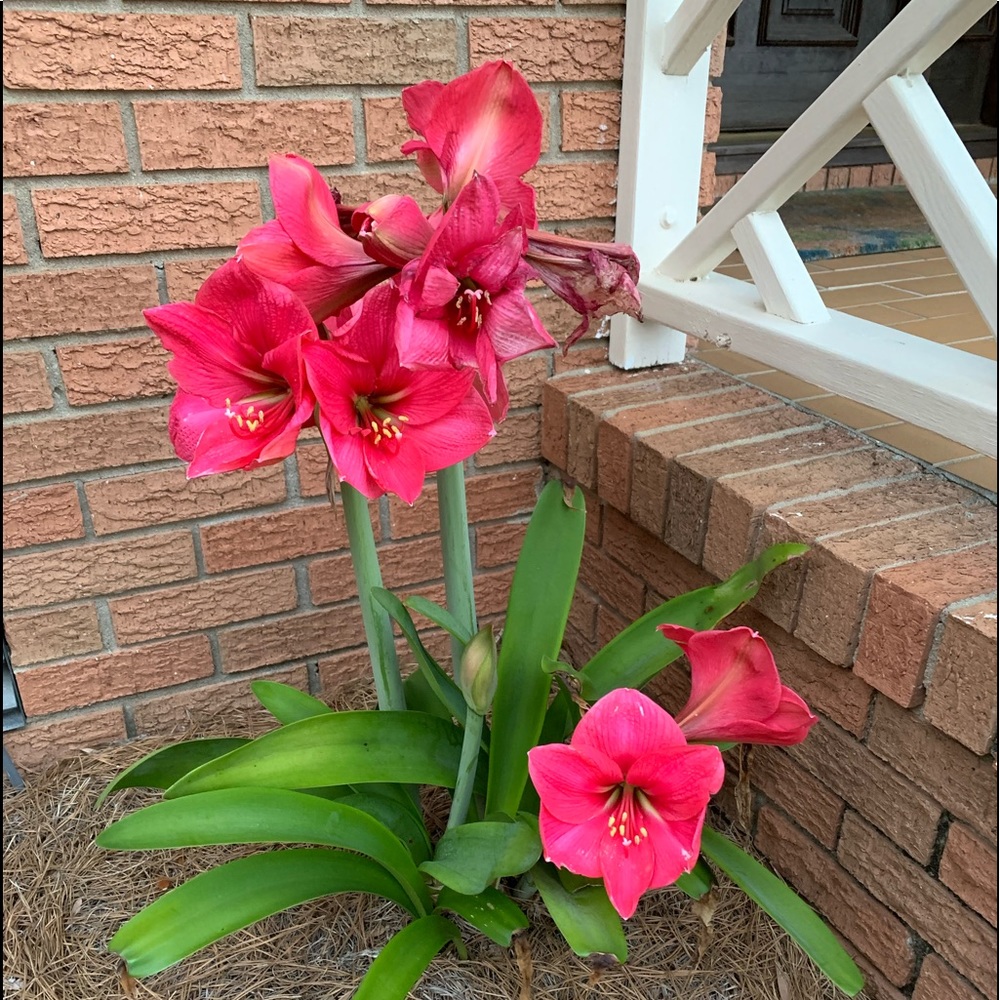 Three Amaryllis bulbs, one fushia hot pink and two Stargazer red and white.